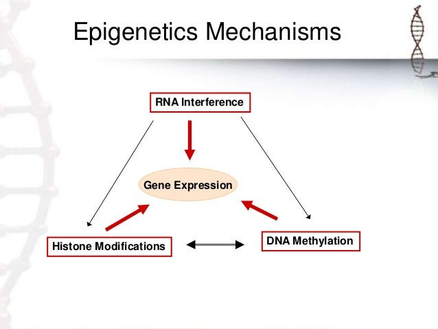 An introduction to epigenetics what is epigenetic modification